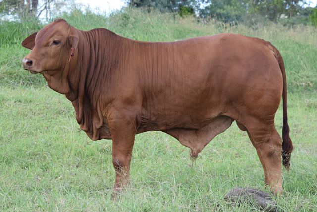 Skye Wilfred Calf